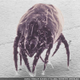 Illustration for article titled Giz Explains: Where Dust Bunnies Come From